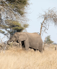 Fototapeta premium An elephant in Kruger National Park