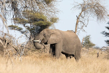 An elephant in Kruger National Park