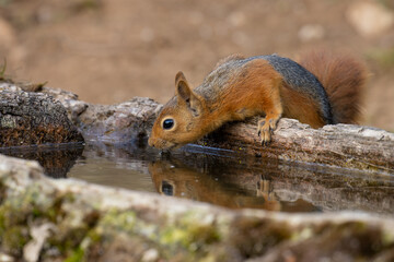 thirsty squirrel