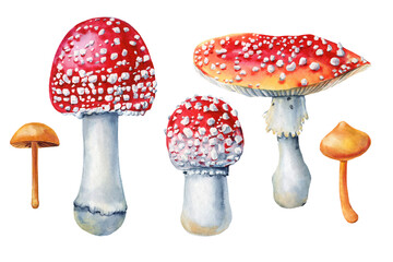 Watercolor fly agaric Isolated on white background, fly agaric hand painted for design. Mushroom watercolor set