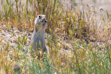 ground squirrel' s lunch time