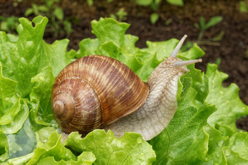 escargot bourgogne sur une laitue.