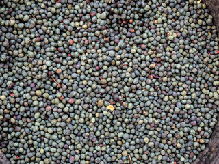 Close up of a bag of Terebinth beans for sale at the Gaziantep Bazaar, Turkey
