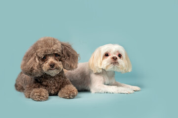 Brown Cockapoo and white Shih Tzu dog posing in the studio looking at the camera by a blueish background