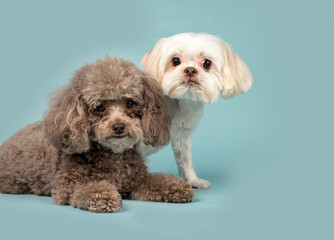 Brown Cockapoo and white Shih Tzu dog posing in the studio looking at the camera by a blueish background