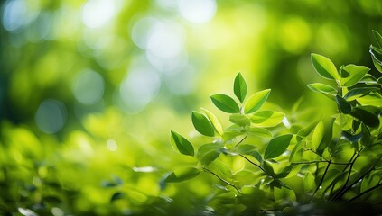 Fototapeta na wymiar Close up of nature view green leaf on blurred greenery background