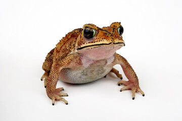 Schwarznarbenkröte // Asian common toad (Duttaphrynus melanostictus, Bufo melanostictus)