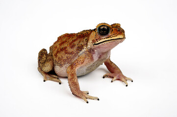 Asian common toad // Schwarznarbenkröte (Duttaphrynus melanostictus, Bufo melanostictus)