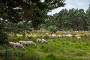 Obraz premium herd of sheep , grazing in nature