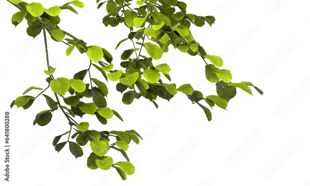 Poster cutout greenery tree branches leaves front on transparent backgrounds 3d rendering png