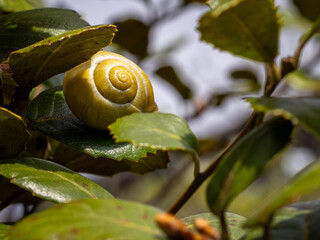 Schnecke auf einem Blatt