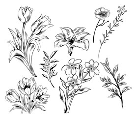 Hand-Drawn Plants and Flowers vector board