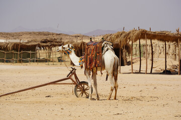 camel-desert-egipt