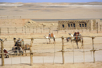 camel-desert-egipt - obrazy, fototapety, plakaty