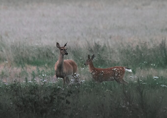 White tailed deer with fawns in the meadow on a foggy day
