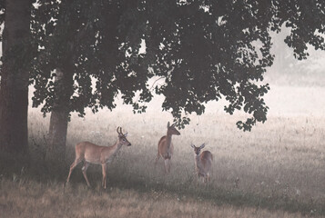 group of whitetail deer doe in the morning mist