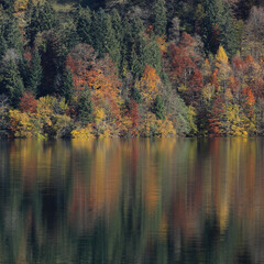Colorful trees at the shore of Lake Wagital, Switzerland.