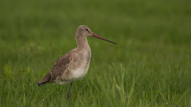 A black-tailed godwit (Limosa limosa) looking at you from a meadow.