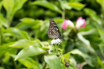 A Blue Tiger butterfly (Tirumala limniace) on the Water Snowball flower.