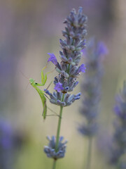 Nature's Intricacies: Praying Mantis Nymph Among Lavender Flowers - Macro Close-Up