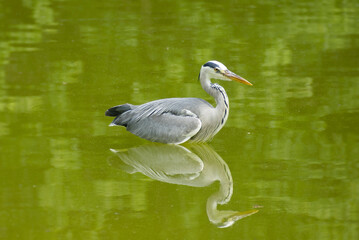 Grey Heron (Ardea cinerea) standing in a pond in Zurich, Switzerland