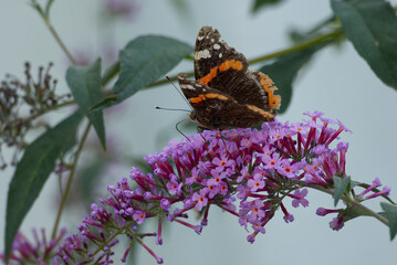 Red admiral butterfly (Vanessa Atalanta) perched on summer lilac in Zurich, Switzerland