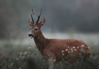 roe deer stands in a field with daisies in the early morning