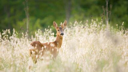 Graceful Roe Deer Amid Fallow Field - A Natural Encounter