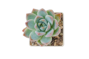 Succulent rosette on white, top view