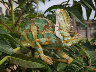 My chameleons © AleksaMo