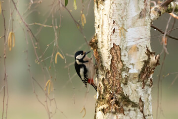 Woodpecker, lesser woodpecker, Dryobates minor