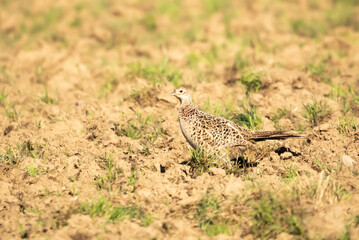 Common pheasant, pheasant, Phasianus colchicus