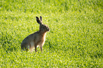Brown hare, Lepus europaeus Pallas