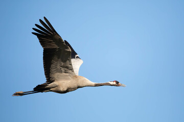 Cranes, cranes, cranes, Gruidae