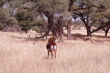 Sable antelope (Hippotragus niger) standing in the grass in Okapuka Ranch near Namibia’s capital...