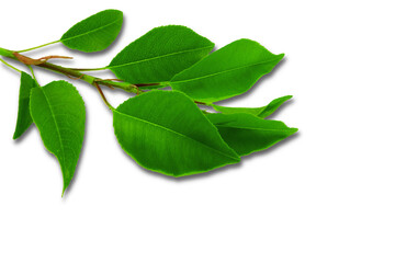 tree branch with green leaves isolated on cutout transparent background