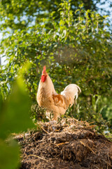 A rooster on a dung heap