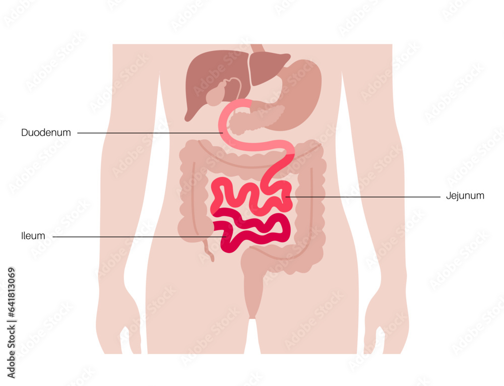 Wall mural Tiny intestine poster