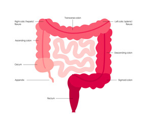 Large intestine anatomy - 641813203