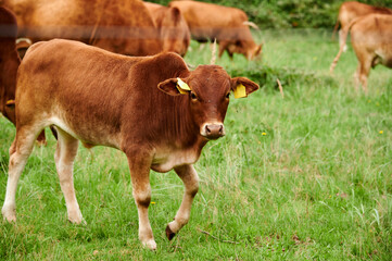 Kalb Rind Frei laufend auf einer Waldwiese