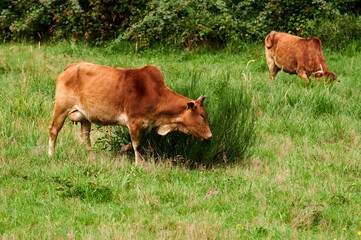 Kuh Rind Frei laufend auf einer Waldwiese