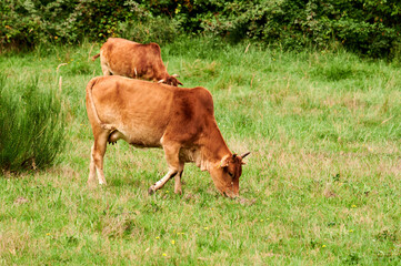 Kuh Rind Frei laufend auf einer Waldwiese