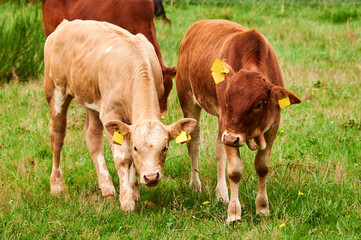 Zwei Kälber Rinder Frei laufend auf einer Waldwiese