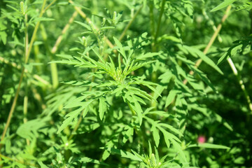 American common ragweed, full frame. Dangerous plant. Ambrosia shrubs that causes allergic reactions, allergic rhinitis. Close-up. Selective focus.