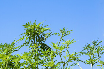 American common ragweed against blue sky. Dangerous plant. Ambrosia shrubs that causes allergic reactions, allergic rhinitis. Copy space. Selective focus.