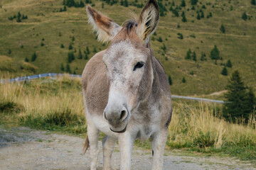 Portrait of a donkey in a mountainous area. Bucegi Mountains, Romania