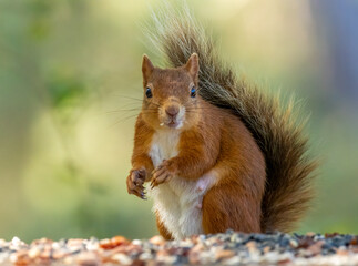 Cute scottish red squirrel eating a nut in the forest
