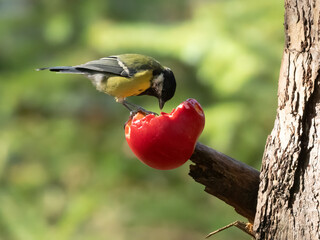 Great tit, small bird, pecking at and eating a red apple on a branch of a tree in the forest with natural green background