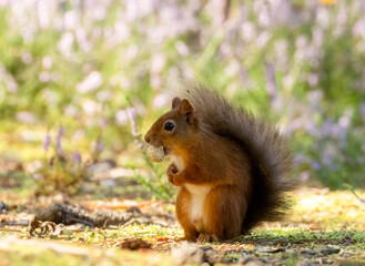 Naklejka na ściany i meble Cute little scottish red squirrel in the woodland with a monkey nut