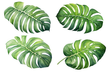 Set of watercolor painting of monstera leaves isolated on a white background. Watercolor vector illustration. Generative AI